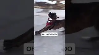 Oh Noo moment with this dog😂funny cute dog videos🥺#shorts #short #youtubeshorts #cutedogs