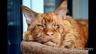 Любимый Джокер.Всегда в моем сердце.