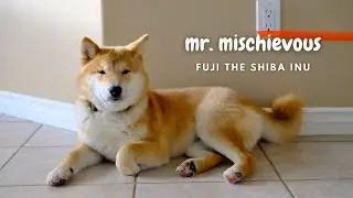 How mischievous is a shiba? | 柴犬有多淘气？