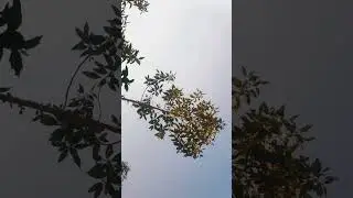 Cinematic Alam