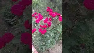 #Бачага#яхши#кайфият#тилаймиз#