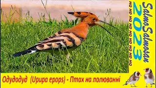 Одуд (Upupa epops) - Птах на полюванні