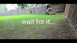 Stripes of Surprise: The Lawn's Hidden Masterpiece