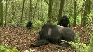 Amazing Monkeys mating(african reach)