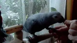 Дай лапку...African grey parrot, papagei, żako