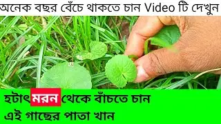 কিভাবে অনেক বছর বেঁচে থাকবেন ! kibabe anek bchor beche thakben