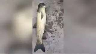 Güvercin Başlı Balık Herkesi Hayrete Düşürüyor