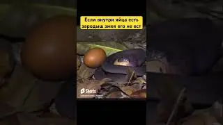 Яичная змея ест яйцо 