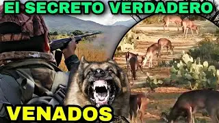 EL SECRETO, VENADO EN TU PARCELA, FORMACION DE UN CAZADOR, LA HAZAÑA DE CACERIA CON ETICA PERSONAL.