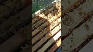 Боевые двухматочники!!!