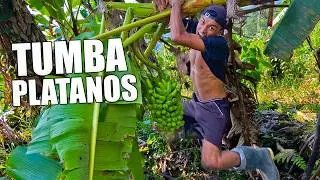 Tumba Plátanos🍌*Me Golpe Muy Duro* - Andrés WG