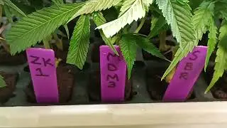 O High O 2024 Clones Update: @rdjbouns