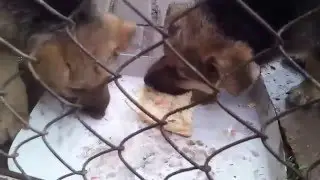 Пица&Немецкие овчарки