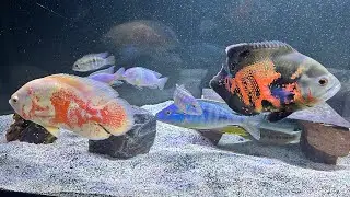 Fish room tour! Let’s check out the 3 big tanks in the basement fish room. South/ African cichlids