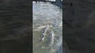 Мощные Белуги на осетровой ферме Белугафиш 