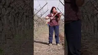 נעימת כינור בין הגפנים