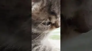 СМОТРИ,У МЕНЯ ДЕНЬГИ ЕСТЬ! 