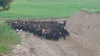 биз яйловга кетаяпмиз мо айлок рафтаистодем