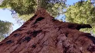 Amazing tree bark - Trail of 100 Giants - Sequoia National Forest California