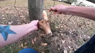 Goat Saved From Being Stuck in Fence
