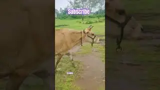 cow public demand agen