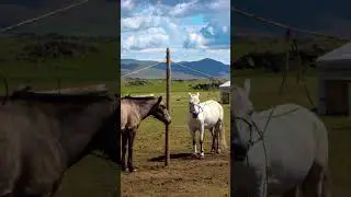 SABÍAS ESTO DE MONGOLIA? | CURIOSIDADES DEL MUNDO