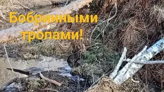 Весенний поход по Брекотунье: уникальные кадры живой природы!