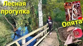 Грибы в ноябре 2021. Прогулка с женой по осеннему лесу. Собираю осенние (толстоногие) опята.