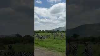Zebra of course.