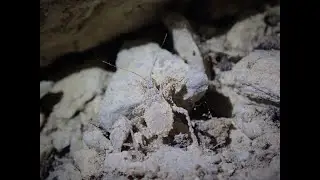 Weird Dust Bug - what is it?