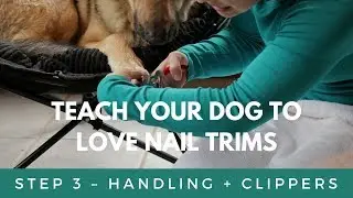 Teach Your Dog To Love Nail Trims - Handling + Clippers