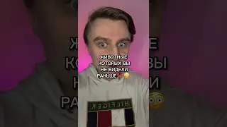 ЖИВОТНЫЕ КОТОРЫХ ВЫ НИКОГДА НЕ ВИДЕЛИ РАНЬШЕ!!!