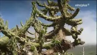 Islas bonitas Teneriffa