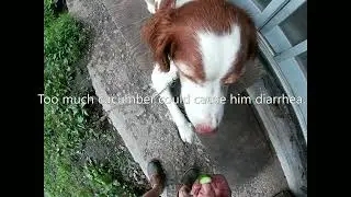 Cucumber snack for our dog.