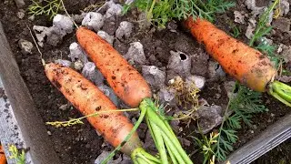 🥕Хороший результат(урожай) МОРКОВИ.Удобный способ посадки в яичные ячейки!!!