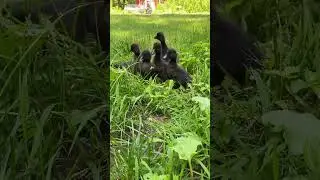 Duckling Cam 😀🦆