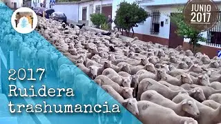 Ruidera in transhumance 2017