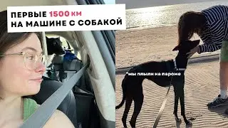 просто взяли собаку и поехали на машине