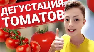ДЕГУСТИРУЕМ ТОМАТЫ! Какие красные томаты я вырастил в этом году?