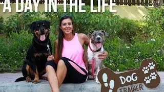 A day in the Life of: A dog Trainer in Dubai