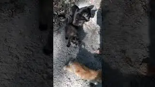 Три поколения котиков
