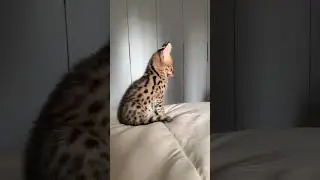 Serval Kitten Squeeks !