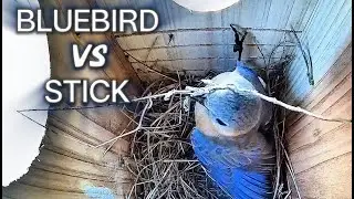Bluebird VS Stick