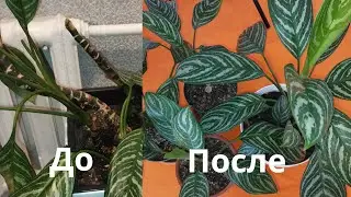 Аглаонема . Спасение залитой аглаонемы. 