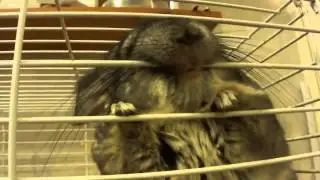 Смешные шиншиллы  Funny chinchilla