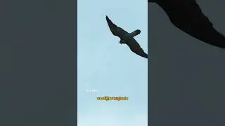 Gök Doğan Belgeseli Shorts clip