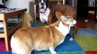 Corgi and Boxer Dogs Playing Together