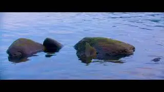 Skinshape - Amnesia (Official Music Video)