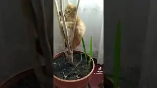 Рыжая шкодина .