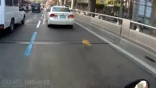 Кот Под Прикрытием